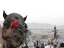 Kamele und Akrobaten