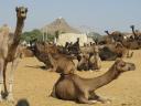 50 000 Kamele…